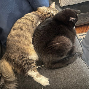 Meet your Posher, Caroline